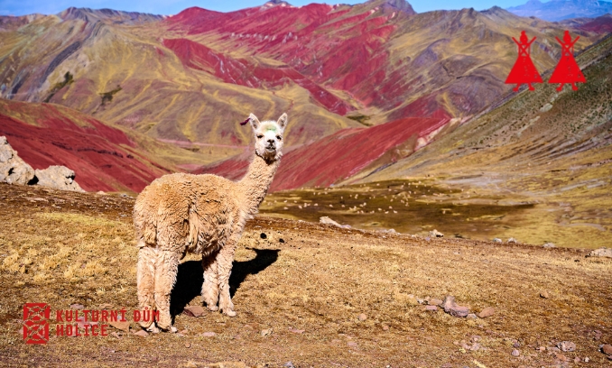 Motani - 1000 barev Peru