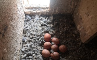 Vajíčka poštolek ve věži kostela sv. Martina – rok 2020