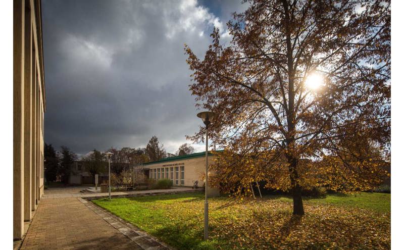 Zobrazit obrázek: Památné stromy