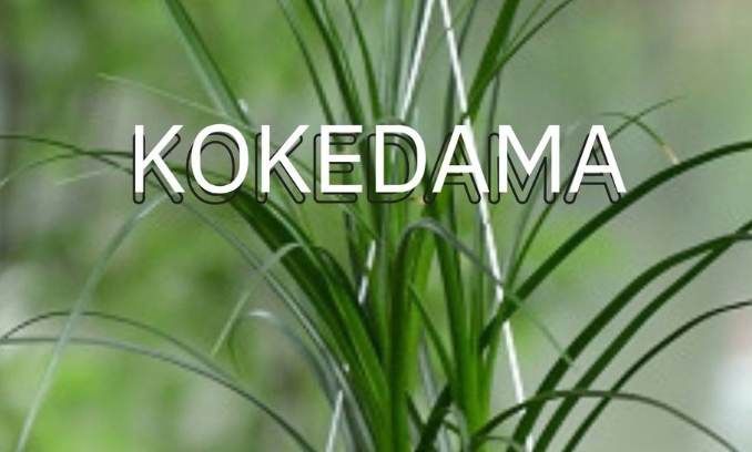 Kokedama (1)